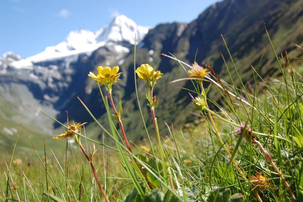 Ferienhaus Islitzer Hollersbach im Pinzgau Esterno foto